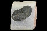 Trilobite (Paralejurus spatuliformis?) Fossil - Morocco #137563-1